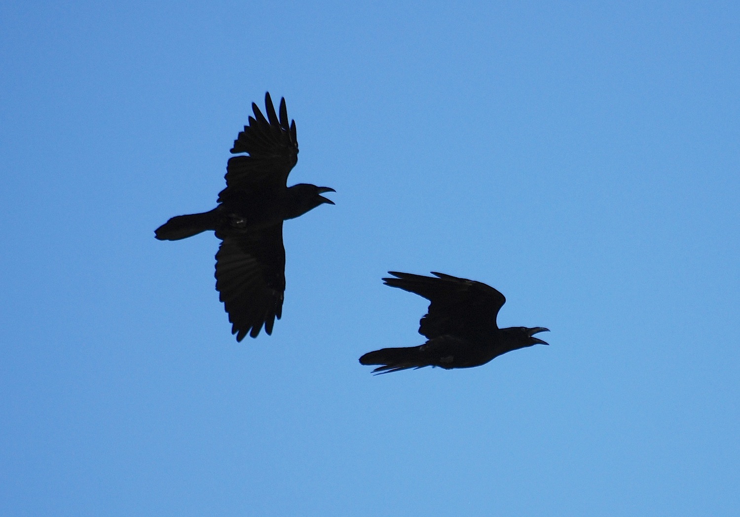 Corvus corax [gara di acrobazia (amorosa?)]